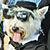 Pet Masquerade photo - Duval Street, Key West